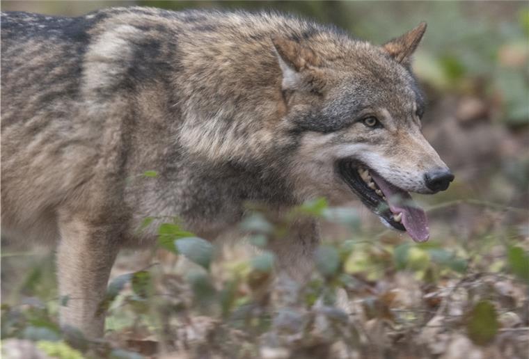 Wieder mutmaßlicher Wolfsriss im Cuxland War in Lamstedt ein Wolf unterwegs?