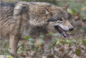 War in Lamstedt ein Wolf unterwegs?