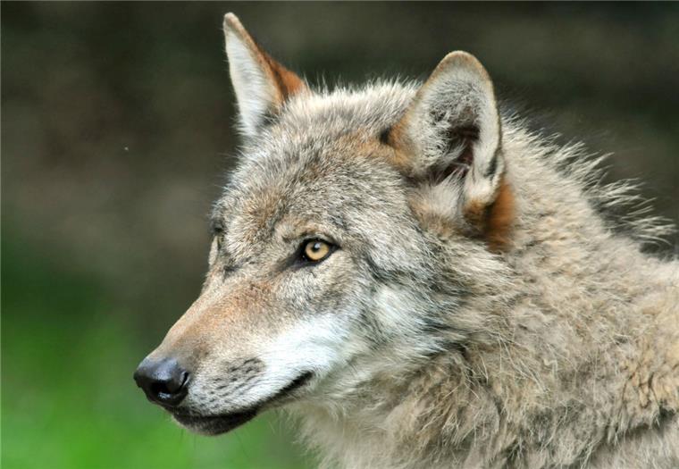 Hat der Wolf wieder zugeschlagen? War in Lamstedt wieder ein Wolf am Werk? Das soll nun geklärt werden.