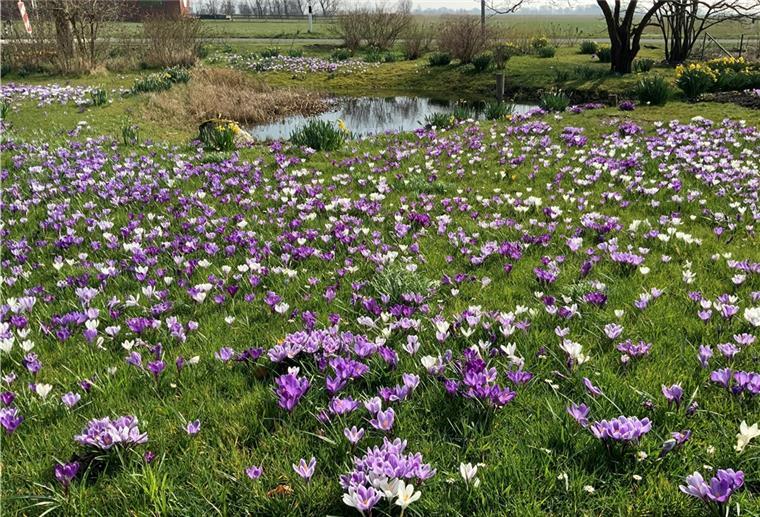 „Wildnis wagen“: Tossenser setzen auf naturnahen Garten Was bald darauf zu einer wilden Wiese wird, präsentiert sich im Frühjahr als ein Meer aus Krokussen.