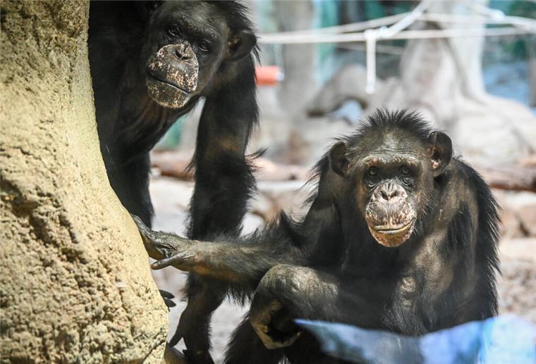 Bremerhaven: Zoo am Meer bietet Führungen hinter die Kulissen an Schimpansen im Zoo am Meer
