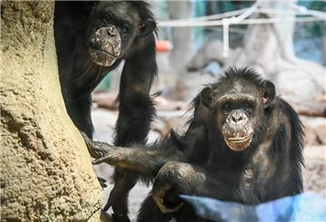 Schimpansen im Zoo am Meer