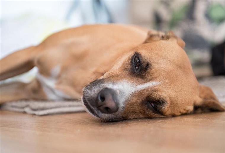 Nichts für Hunde! Diese Lebensmittel sind hochgiftig und potentiell tödlich Ein kranker Hund liegt auf dem Boden.