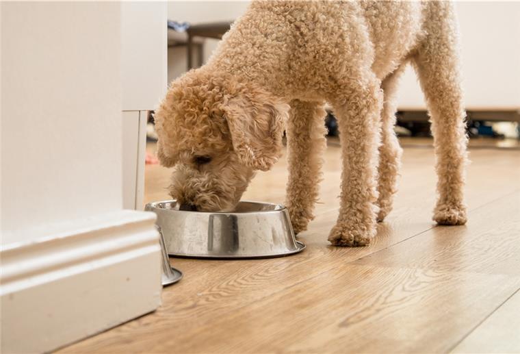 Was im Hundenapf landet, sollte zum Alter des Hundes passen.