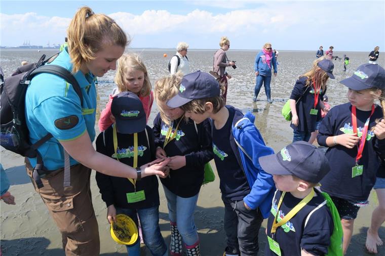 Kids Watt Academy geht in Tossens in die dritte Runde Was macht dem Wattwurm das Leben schwer? Diese und weitere Fragen können die Kinder unter fachkundiger Anleitung klären.