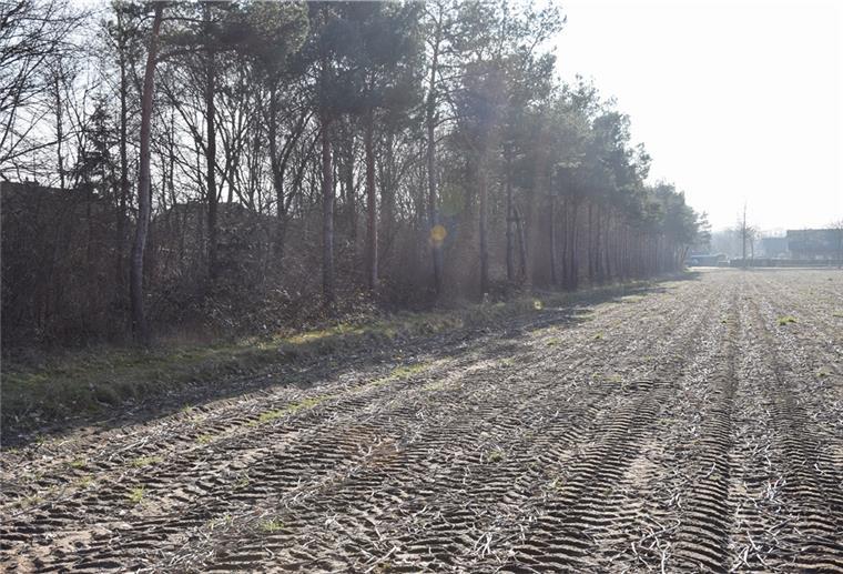 Zeven: Umstrittener Pflanzstreifen wird deutlich verkleinert Was manchem Betrachter wie ein Wald erscheint, ist im Grunde nur ein Windschutzstreifen, der lange Jahre nicht gepflegt, also nicht zurückgeschnitten wurde. Von 25 Meter Breite wird der Streifen nun auf fünf Meter verkleinert, um Platz für dringend benötigtes Bauland zu schaffen.
