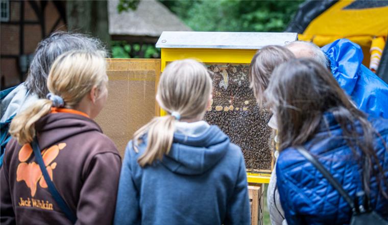 Imkerverein Wesermünde: Insektensterben alarmiert Bürger Was tut sich in einem Bienenvolk. Die Besucher konnten die Tiere am Tag der deutschen Imkerei beobachten.