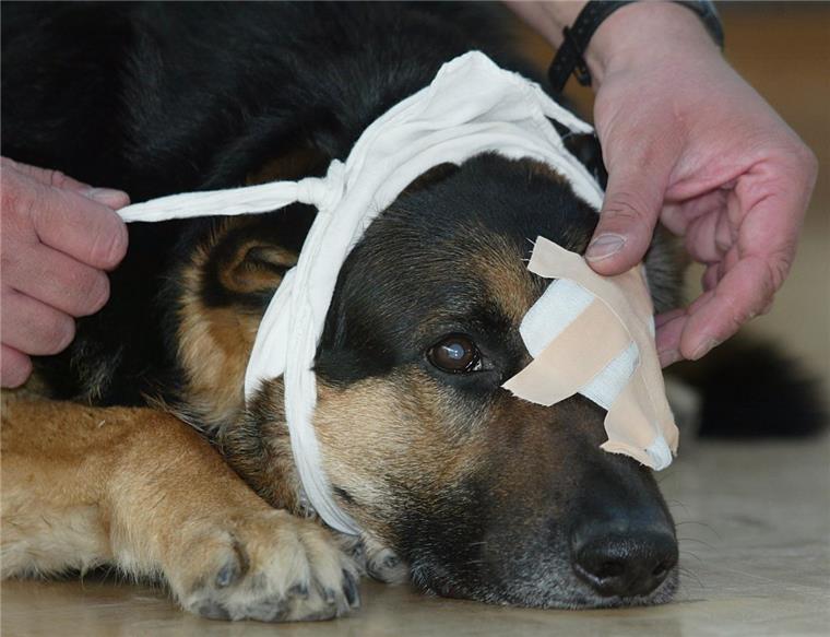 Was zu tun ist, wenn Rex sich verletzt, lernen Hundebesitzer bei der VHS im Landkreis Cuxhaven.