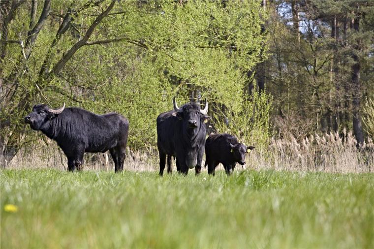 Sittensen: Grasende Wasserbüffel helfen Naturschützern Wasserbüffel sind sie keine Feinschmecker. Sie fressen auch harte und raufaserige Pflanzenarten wie das Rohrglanzgras.