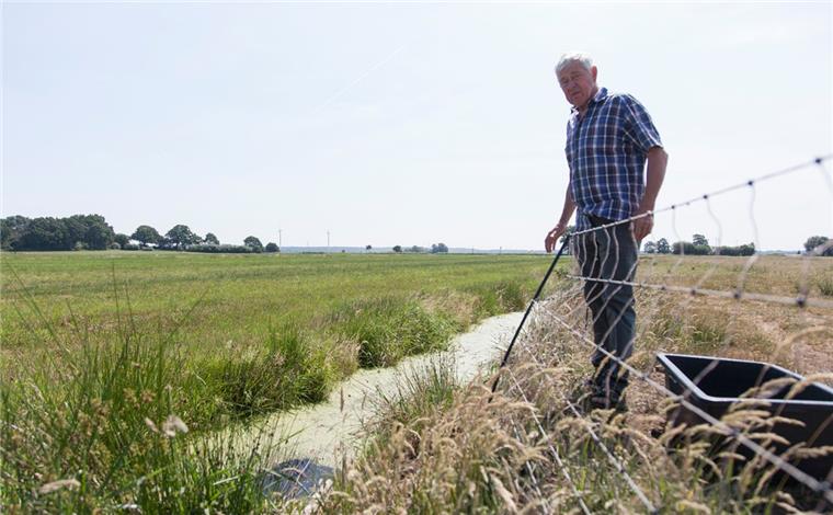 Cuxland-Schäfer unzufrieden mit Entschädigung nach Wolfsattacke Wassergräben und unebenes Land erschweren es Schäfern wie Heinz Blendermann, ihre Schafe "wolfssicher" einzuzäunen.