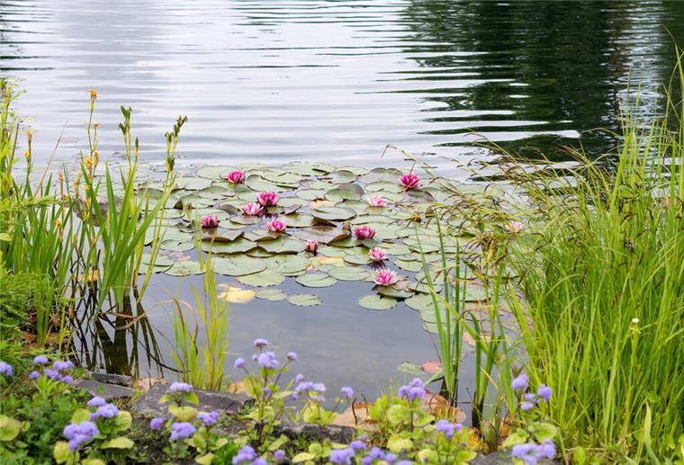 Seerosen und Gräser Teich, Wasserpflanzen, Seerosen, Gräser