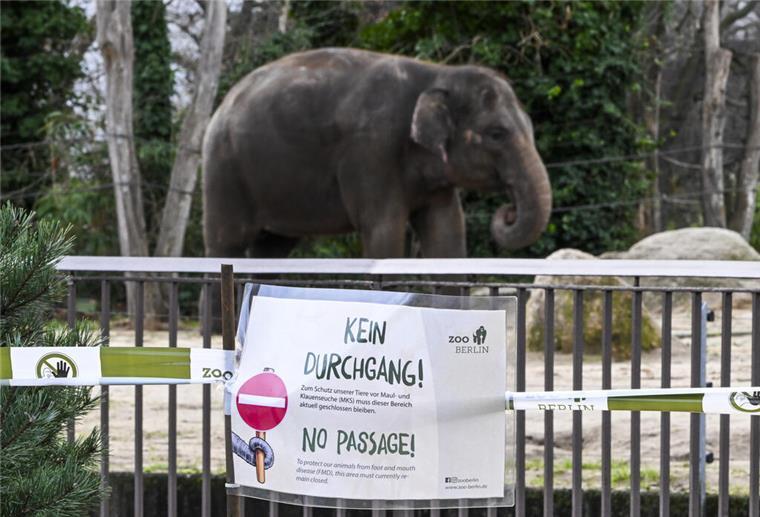 Maul- und Klauenseuche: Özdemir sichert finanzielle Unterstützung zu Wegen der Maul- und Klauenseuche wurde der Zoo Berlin kurzzeitig vorsorglich geschlossen.