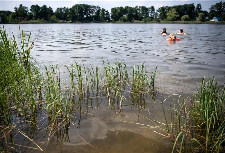 Niedersachsenweit mehrere Badeverbote wegen Blaualgen Wegen der Verbreitung von giftigen Blaualgen gelten an fünf Badestellen in Niedersachsen Badeverbote. Auch ein Strandbad im Cuxland ist betroffen.