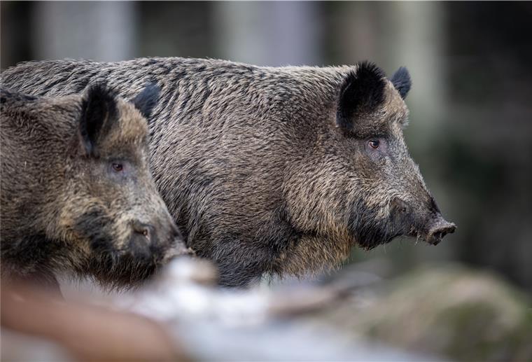 Cuxland: Jagd mit Corona-Auflagen Wegen des drohenden Ausbruchs von Schweinepest auch in Deutschland werden Wildschweine stärker bejagt.