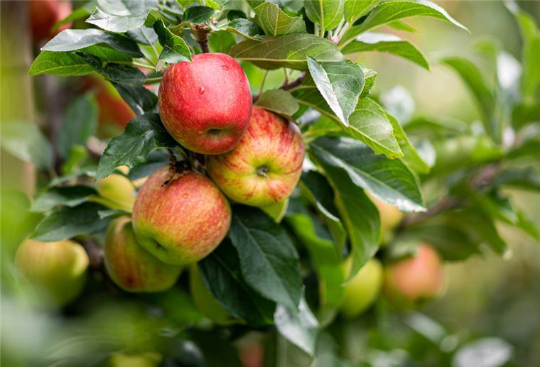 Apfelbauern lassen wegen geringer Nachfrage Obst an den Bäumen Äpfel hängen auf einem Obsthof im Alten Land am Baum.