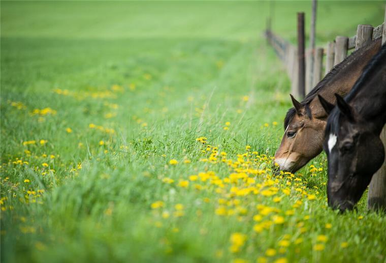 Weidehaltung von Pferden und Wolfsschutz sind laut Züchtern im Landkreis schwer zu vereinen.