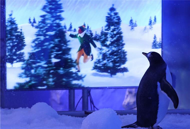 Weihnachtsfilme locken viele vor den Fernsehapparat.