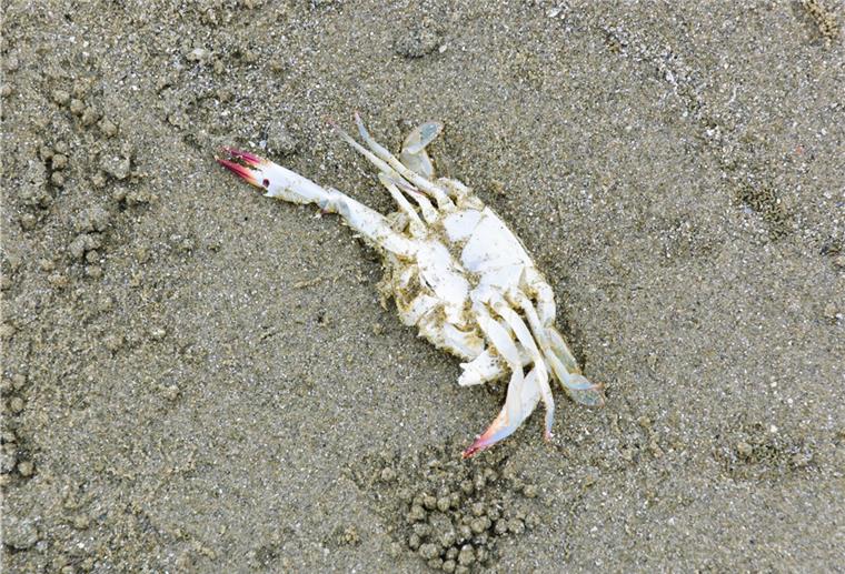 Strandkrabbensammler verstören Touristen Weil die Fischerei für den Privatgebrauch an der niedersächsischen Küste nicht beschränkt ist, darf jeder Strandkrabben fangen und sammeln.