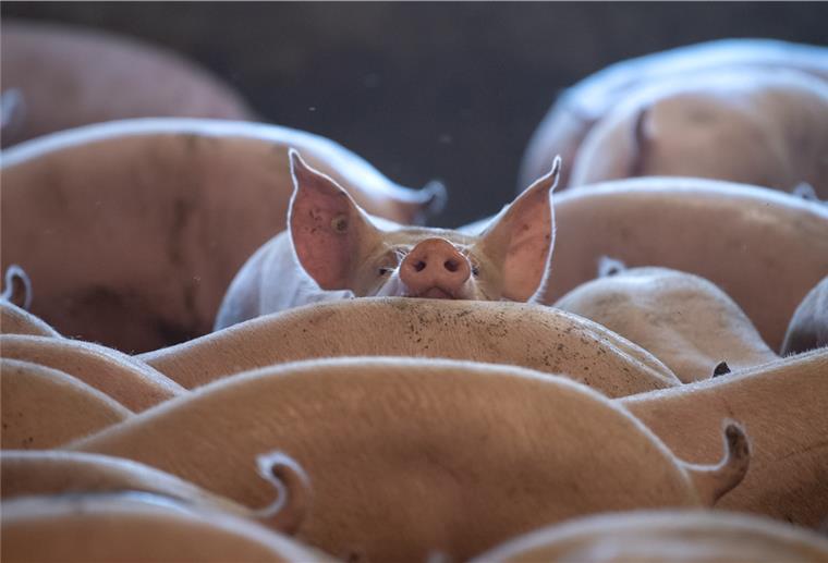 Ministerin gegen Ausstiegsprämie für Schweinehalter Weil die Preise niedrig und die Kosten hoch sind, verdient ein Schweinbauer wenig bis gar kein Geld mit den Tieren.