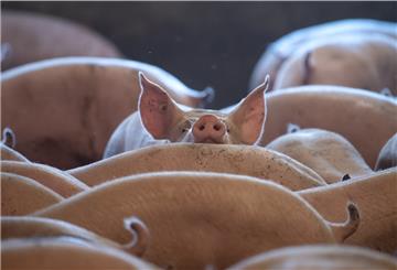 Weil die Preise niedrig und die Kosten hoch sind, verdient ein Schweinbauer wenig bis gar kein Geld mit den Tieren.