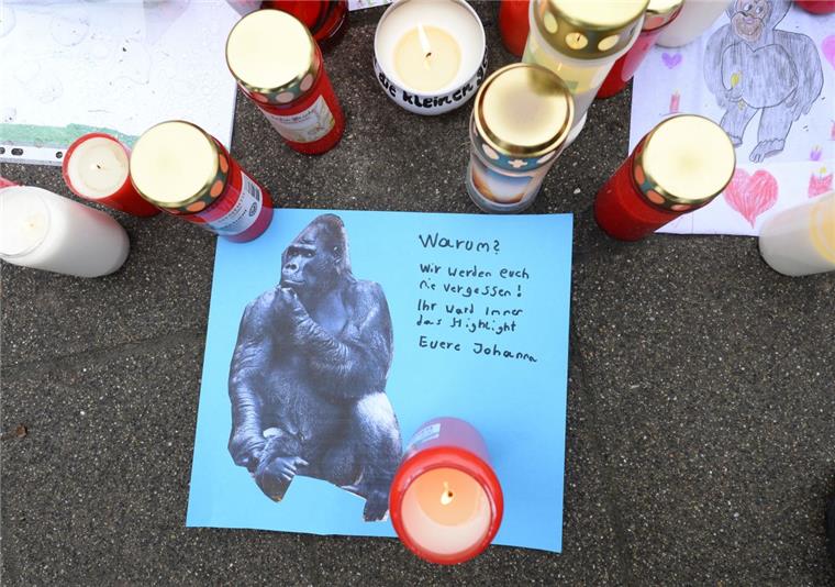 Krefeld: Polizist erschoss verletzten Gorilla nach Affenhaus-Brand Weil es einer Tierärztin nach dem Brand im Krefelder Zoo nicht gelang, einen schwer verletzten Gorilla einzuschläfern, erschoss ein Polizist das Tier.