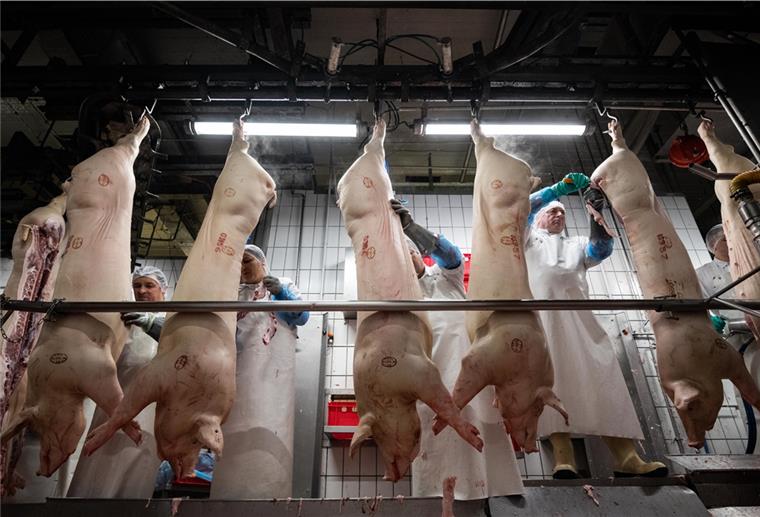 Tausende Schlachthof-Mitarbeiter werden auf Coronavirus getestet Weil in Schlachtbetrieben in NRW und Schleswig-Holstein viele Coronafälle aufgetreten sind, werden auch in Betrieben in Niedersachsen verstärkt Tests durchgeführt.