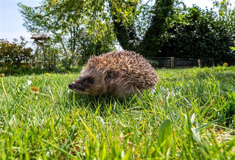 Tierschutzbeauftrage: Rasen lieber wilder wachsen lassen Igel auf dem Rasen