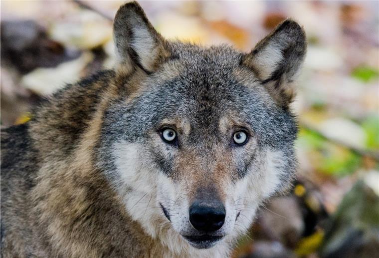 Grüne kritisieren „Wolfsmanie“ von Minister Lies Weitere Wolfsrisse in Kreis Nienburg sind der Grund dafür, dass die Abschussgenehmigung für den Rodewalder Leitrüden wieder in Kraft gesetzt wurde.