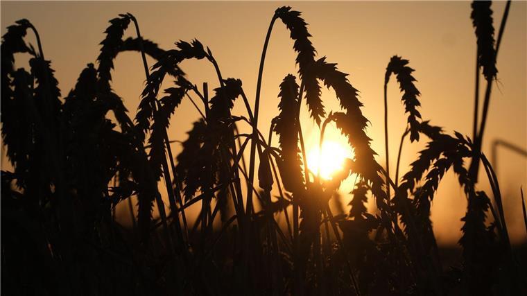 Landwirte wollen nach Regenfällen Getreideernte fortsetzen Weizen steht auf einem Feld am Stadtrand, während die Sonne aufgeht.