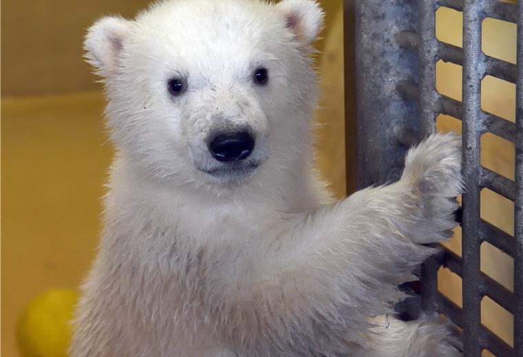 Welcher Eisbären-Zwilling ist das? Wie man die Zwillinge auseinander hält und wie sie heißen, erfahrt ihr in Kürze an dieser Stelle.