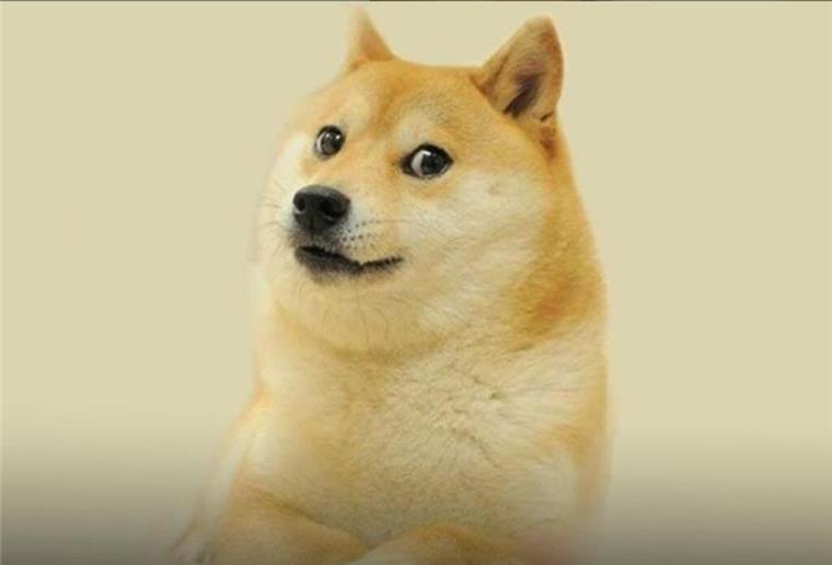 Der berühmteste Hund des Internets ist tot Weltberühmtes Internetphänomen: Kabosu, der Hund aus dem Doge-Meme, ist am Freitag im Alter von 18 Jahren gestorben.