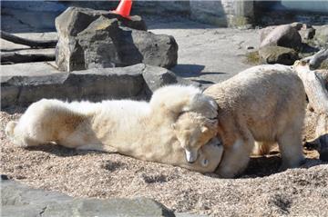 Wenn alles gut läuft, dann ist Valeska aus dem Zoo am Meer in Bremerhaven wieder schwanger von Lloyd. 