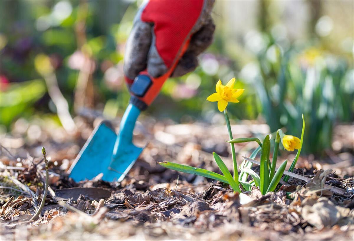 Ein Mann gräbt mit einer Schaufel ein Loch zum Einpflanzen hinter einer Narzisse. Im Garten lässt sich nicht nur pflanzen, sondern auch sparen – zumindest steuerlich