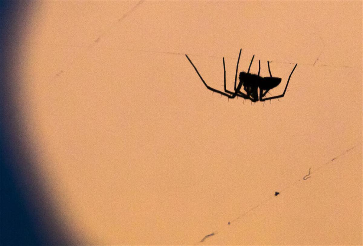Endlich! Nie wieder Spinnen im Haus. Wie du sie für immer loswirst Die Hauswinkelspinne fühlt sich besonders in feuchten Wohnungen, Schuppen und Kellern wohl.