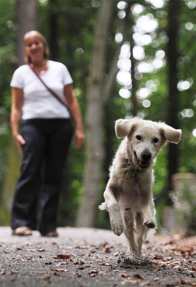 Nordenham: Gefahr durch streunende Hunde Wenn der Hund nicht angeleint ist, macht er sich leicht selbstständig. Das kann gefährlich sein.