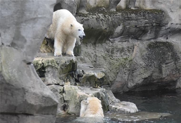 So kommen die Eisbären im Zoo am Meer mit den Herbststürmen klar Zwei Eisbären spielen im Zoo am Meer.