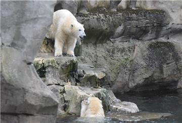 Zwei Eisbären spielen im Zoo am Meer.