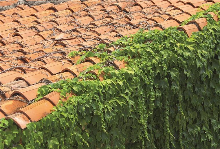 Aufwand und Pflege bei Rankpflanzen Rankpflanzen am Dach