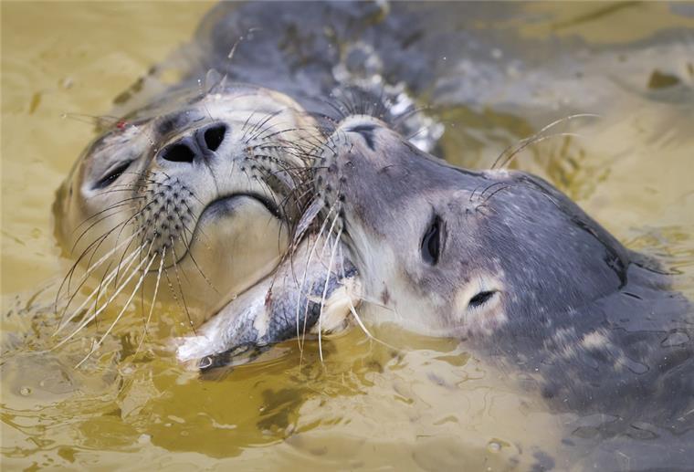 Deutlich mehr Heuler: Hochsaison für Seehundretter in Niedersachsen Wenn die Heuler gefunden wurden, kommen sie in eine Seehundstation. Davon gibt es zwei, eine in Friedrichskoog in Schleswig-Holstein und eine im niedersächsisichen Nordddeich.