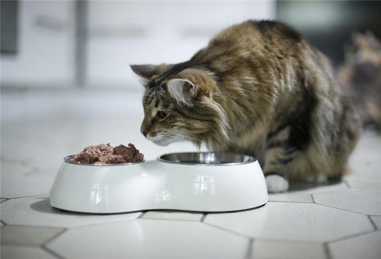 Sommerhitze: So schützen Katzenhalter ihre Lieblinge vor Keimen Eine Katze frisst aus einem Napf