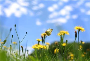 Ein Weißklee-Gelbling sitzt auf einer Blumenwiese unter weiss-blauem Himmel auf einer Blüte. 