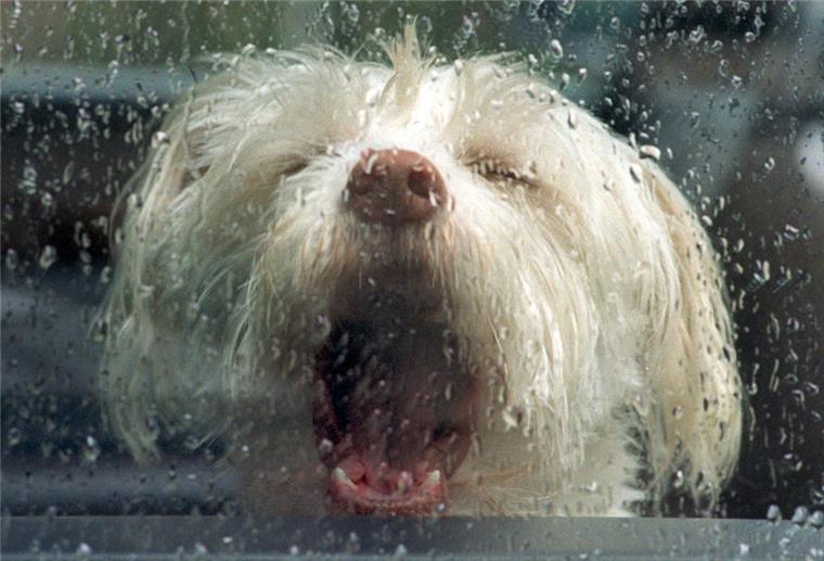 Bei Gewitter: Hunde nicht in ihrer Angst bestärken Hund bei Regen