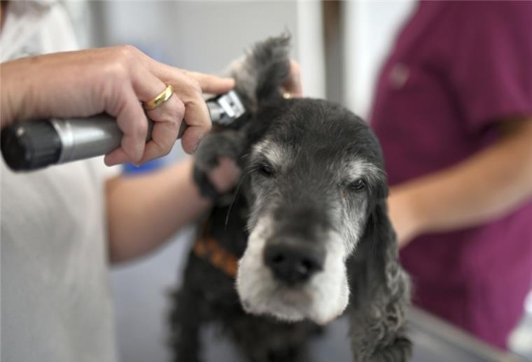 Beverstedt: Neuer Notdienst für Kleintiere Wenn es dem geliebten tierischen Mitbewohner nachts oder am Wochenende nicht gut geht - dafür gibt es ab September einen neuen Notfalldienst.