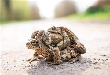 Eine Kröte trägt zwei Artgenossen auf einem Feldweg bei Niendorf an der Ostsee.