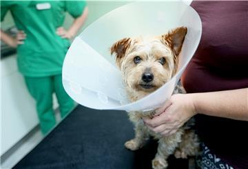 Wenn Hunde operiert werden müssen, dann geht die Tierarztrechnung oft in die Tausende. Es gibt viele Versicherungen, die einen Schutz für diesen Fall anbieten. Doch nur wenige überzeugen.