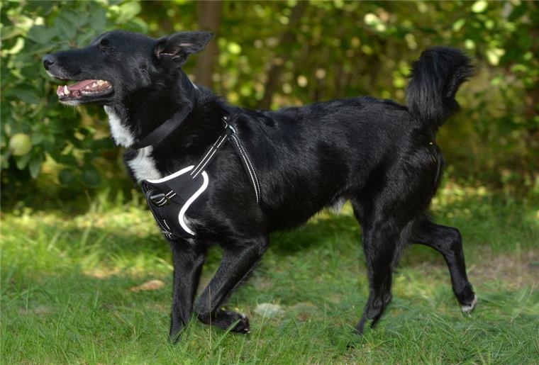 Entlaufener Hund