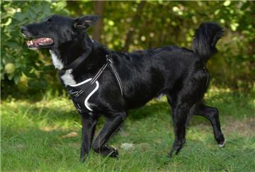 Entlaufener Hund