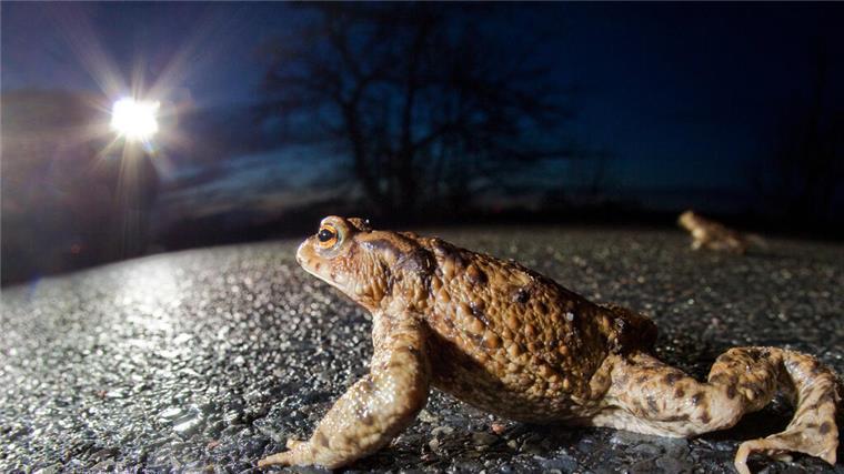 Achtung Autofahrer: Molche, Frösche und Kröten wieder auf Wanderschaft Eine Kröte auf der Straße - im Hintergrund ist ein Auto zu sehen mit eingeschaltetem Abblendlicht.