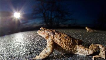 Eine Kröte auf der Straße - im Hintergrund ist ein Auto zu sehen mit eingeschaltetem Abblendlicht. 