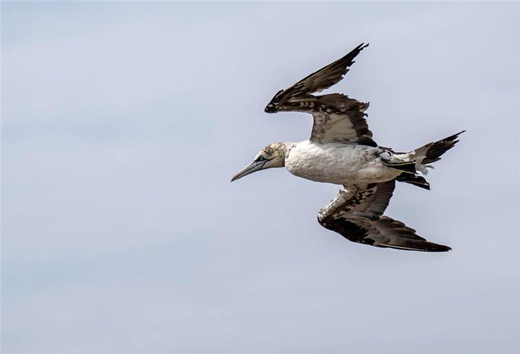 Basstölpel verfliegt sich nach Bayern - Unterstützung aus Bremerhaven Ein fliegender Basstölpel.